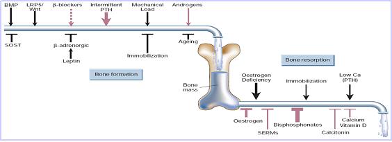 Determinants of skeletal homeostasis and bone mass